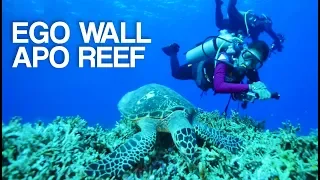 UNTV: The Dive | Captivating coral garden in Ego Wall, Apo Reef