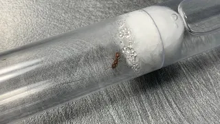 How to care for semi claustral ant queens