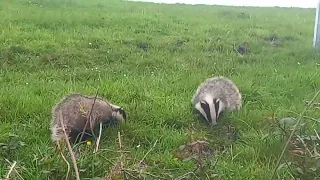 badger fun
