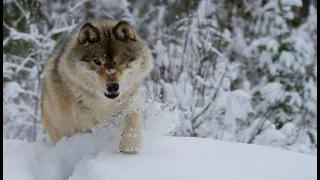 ВОЛЧИЦА СПАСЛА БЕРЕМЕННУЮ ДЕВУШКУ ОТ ВОЛЧЬЕЙ СТАИ.