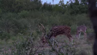 High Shoulder Shot on South Texas Axis