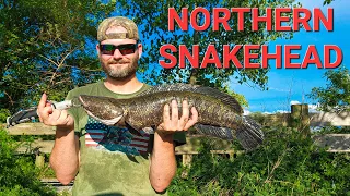 FINALLY Catching the Pennsylvania Northern Snakehead (MONSTER SNAKEHEAD)