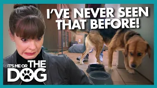Dog's Bizarre Food Guarding Behavior Surprises Victoria | It's Me or The Dog