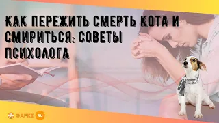 Как пережить смерть кота и смириться: советы психолога