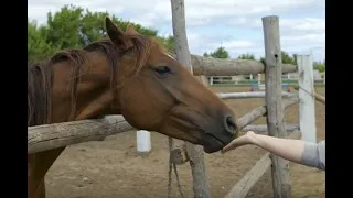 Snacks con probióticos (encapsulados) para caballos