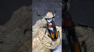 stag beetle - Rhaetulus didieri #stagbeetle #insect