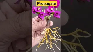 Propagate  from cuttings #cutting#grafting#grow#trending#trees#flowers#beautiful#plants