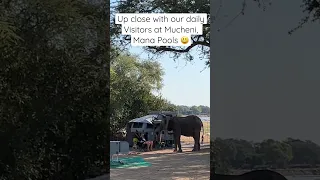 Elephant visits at Mucheni, Mana Pools