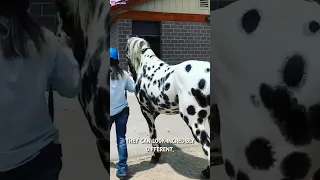 Rare Appaloosa Horses Are Extremely Fascinating 🐎