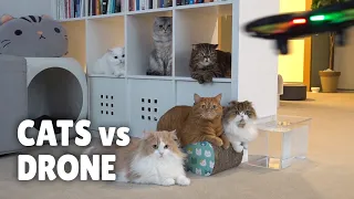 Cats vs Drone | Kittisaurus