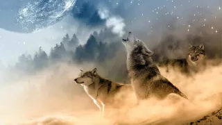 1 Hour of Wolves Howling [Sound Effect]