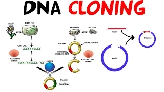 DNA cloning