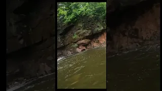 BIG Muskie in Tiny Creek!