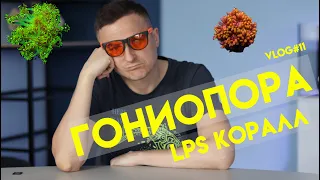 гониопора | vlog#11 | лпс кораллы | гониопора лпс коралл | lps коралл | морской аквариум