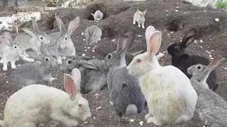 Gang of Rabbits 🐰 Breeding ☭ Russia