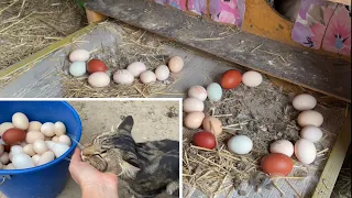 To collect eggs in buckets. I show everything as it is.