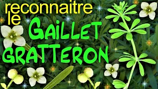 Comment reconnaître le Gaillet gratteron ? 🌱🌱