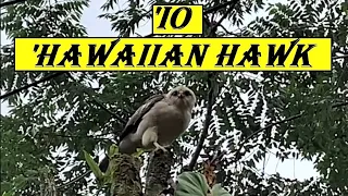 'io (Native Hawaiian Hawk)