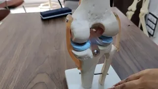 knee joint model