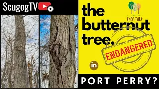 The Butternut Tree - Endangered Species in Port Perry? Ontario? Canada? (TreeTalk - Episode 1)