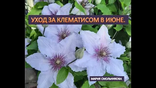 Уход за клематисом в июне.