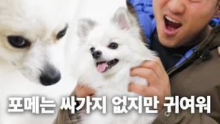 Pomeranians are rude but we're letting it go since they're cute  |  Dog Encyclopedia Pomeranian Ep