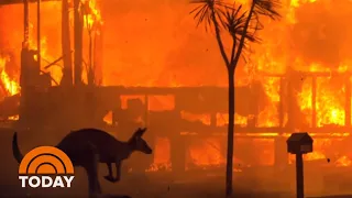 As Australian Wildfires Rage On, Rescuers Race To Save Animals | TODAY