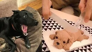 Dog Reaction to Cutting Cake - Funny Dog and cats Cake Reaction  Compilation