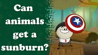 Can animals get a sunburn? | #aumsum #kids #science #education #children