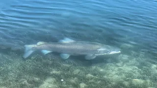 2 Monster Trout landed! Epic Fishing