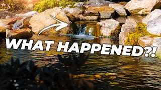 We visited this Pond We Built after 1 year! | Part 2 - the Reveal!