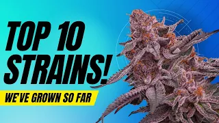 TOP 10 STRAINS WE'VE GROWN SO FAR!