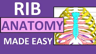 Rib Anatomy | True Ribs, False Ribs, Floating Ribs | Typical vs Atypical Ribs