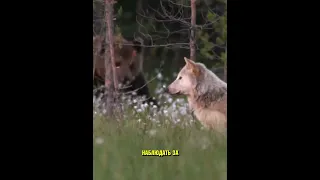 Волк И Медведь Дружат Крепче, Чем Многие Люди 🐺💞🐻