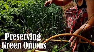 How to Preserve Green Onions & Why You Should Grow Your Own