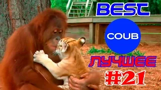 SweetCoub ГОРЯЧИЕ Приколы BEST COUB ЛУЧШЕЕ #21