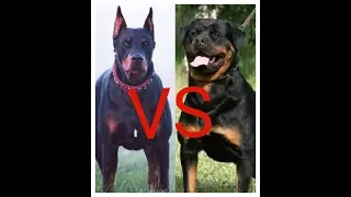 Какая собака круче Доберман или Ротвейлер ??? Which dog is cooler Doberman or Rottweiler ???