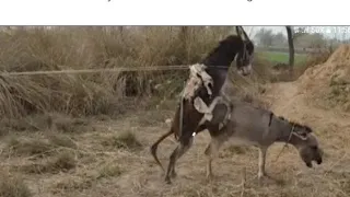 krycie koni zimnokrwistych sokólskich village painful meeting #animals #world #donkey