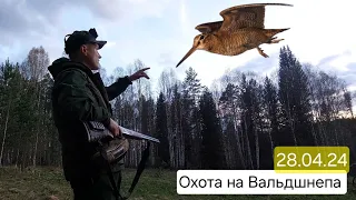 🔥Вечерняя тяга на Вальдшнепа. Челябинская обл. Магнитка. Весна 2024. #охота #вальдшнеп #тяга 🔥