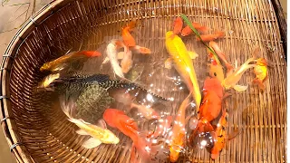 Super Amazing Found Beautiful Giant Oranda Goldfish Japan Koi Blood Parrot Suckermouth Ranchu