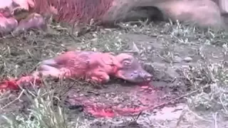 Львы Убивают Беременнeю