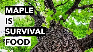 Wild Edibles with Sergei Boutenko: Common Maple Trees–Acer Spp. is Survival Food