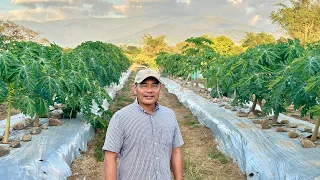 9 MILLION Per Hectare in 18 Months! Learn from the Seasoned RED LADY Papaya Farmer