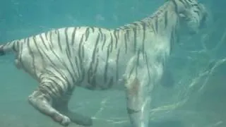 White Tiger swimming!!!