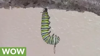 Time lapse captures caterpillar metamorphosis into chrysalis