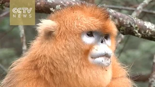 Researchers in China protect the Golden Snub-nosed Monkey
