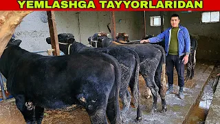 BUQA BOQISHNI NIYAT QILGANLARGA YEMLASHGA TAYYORLARI