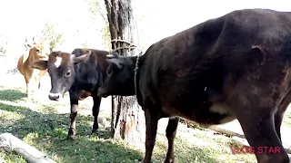 2020 My New Bull With Cow First Time | village animals |