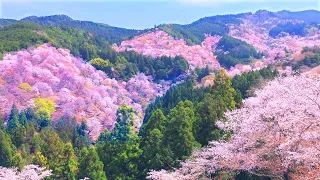 4K映像 桜の名所「吉野山の千本桜 日本三大桜 」cherry blossom japan 世界遺産 上千本・中千本・下千本 金峯山寺 日本の四季 春 奈良県吉野町 4月上旬 絶景自然風景 8K撮影