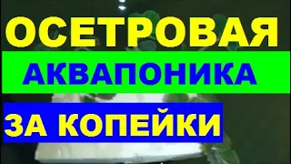 ОСЕТРОВАЯ АКВАПОНИКА ЗА КОПЕЙКИ